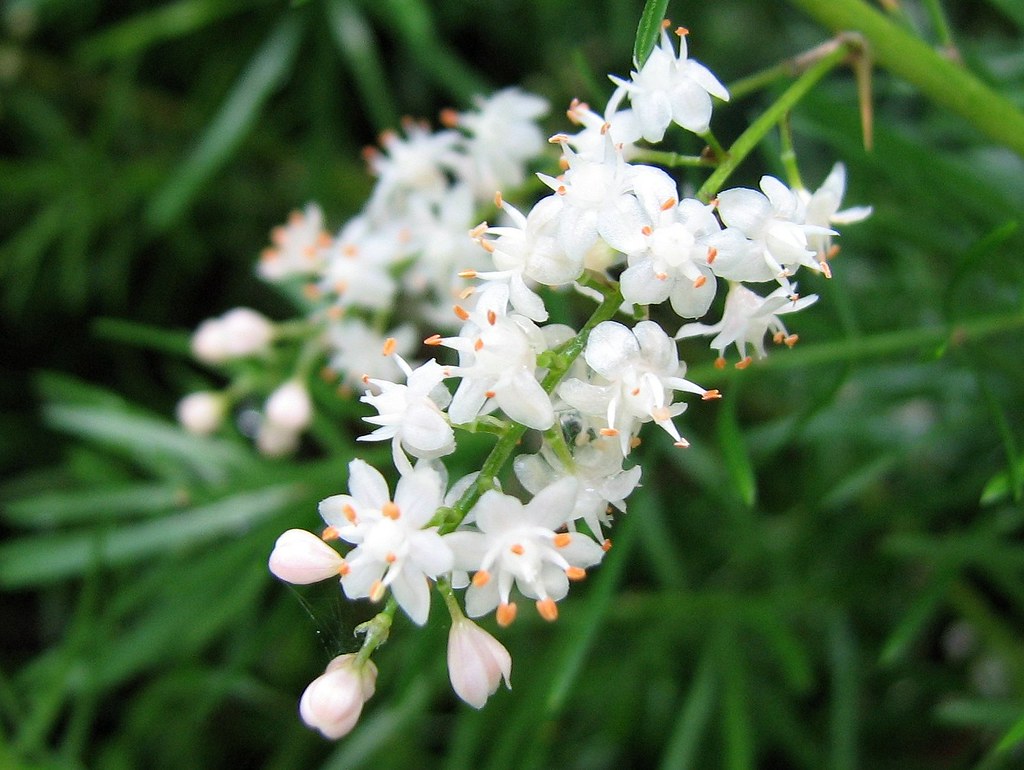 Asparagus fern flowers jdpandas Flickr