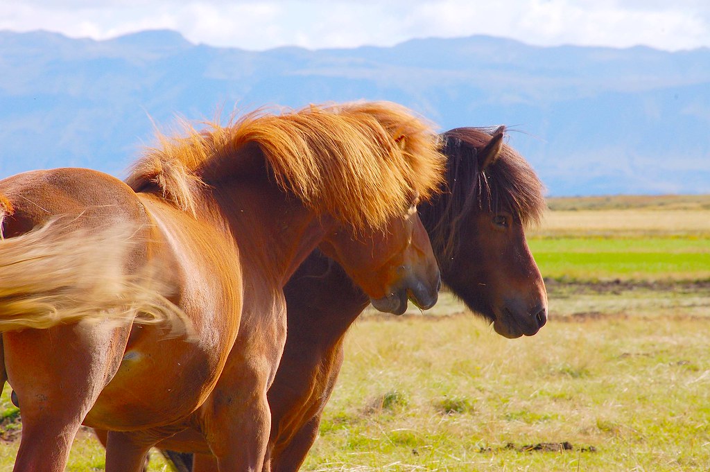 in the southwest of Iceland These natives are só proud... … Flickr