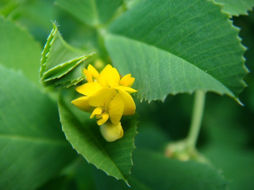 yellow clover flowers Louisa Billeter Flickr