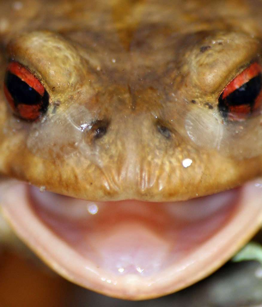 crapaud commun Elsa BARTHES Flickr