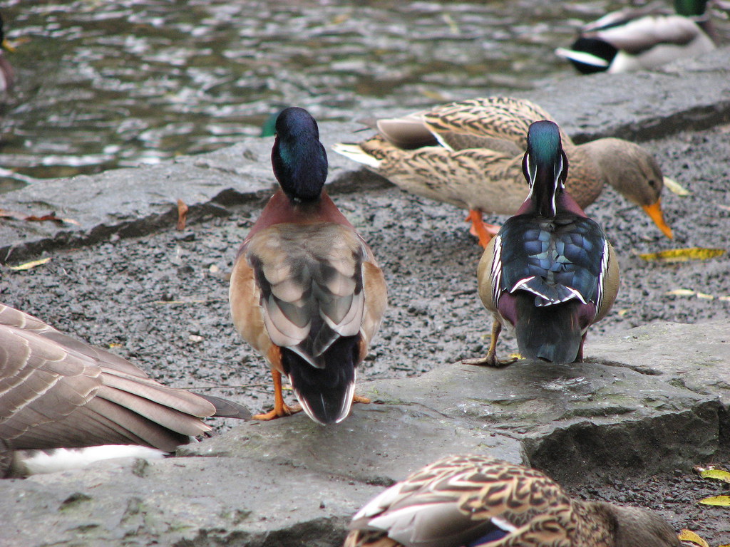 Wood Duck x Mallard and Wood Duck This is a hybrid (presum… Flickr