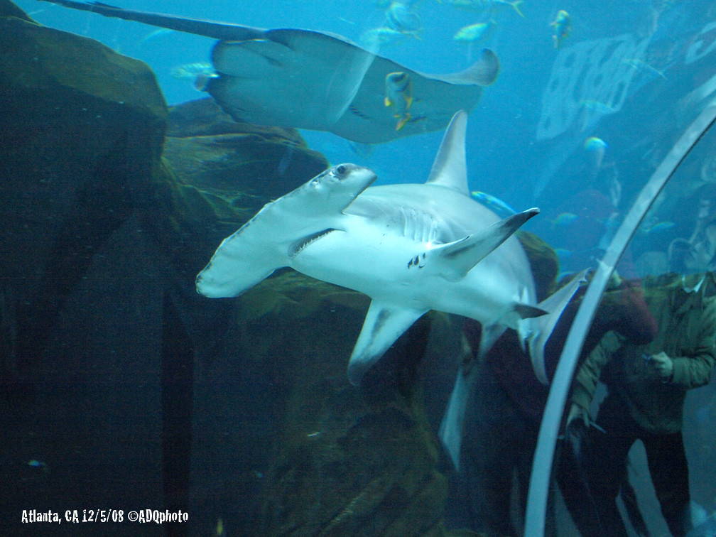 081205_44_GaAquarium Hammerhead Shark Aquarium … Flickr