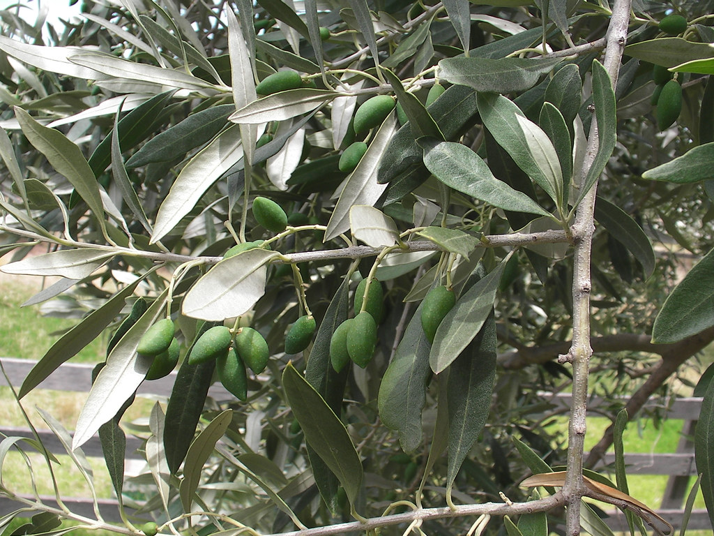Kalamata Olives Growing images from trip to Perth Dec.27