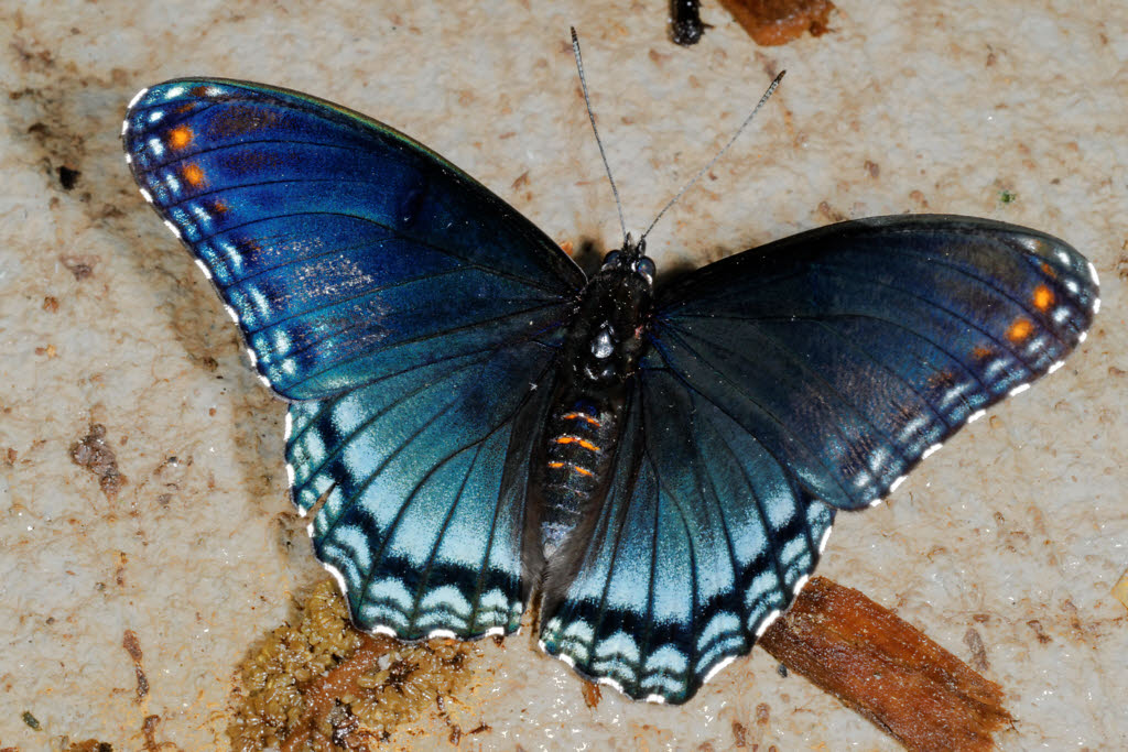 Flickriver Photoset 'Insects of by John Chulick