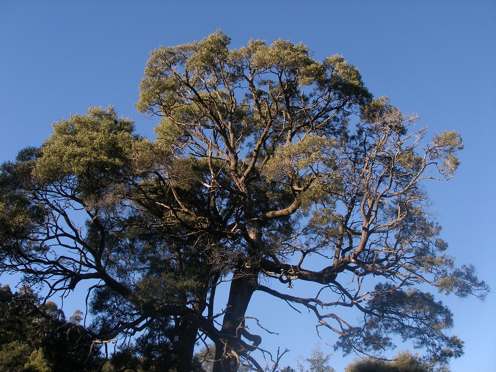 Blackwood tree at Lorinna Graeme Pennicott Flickr