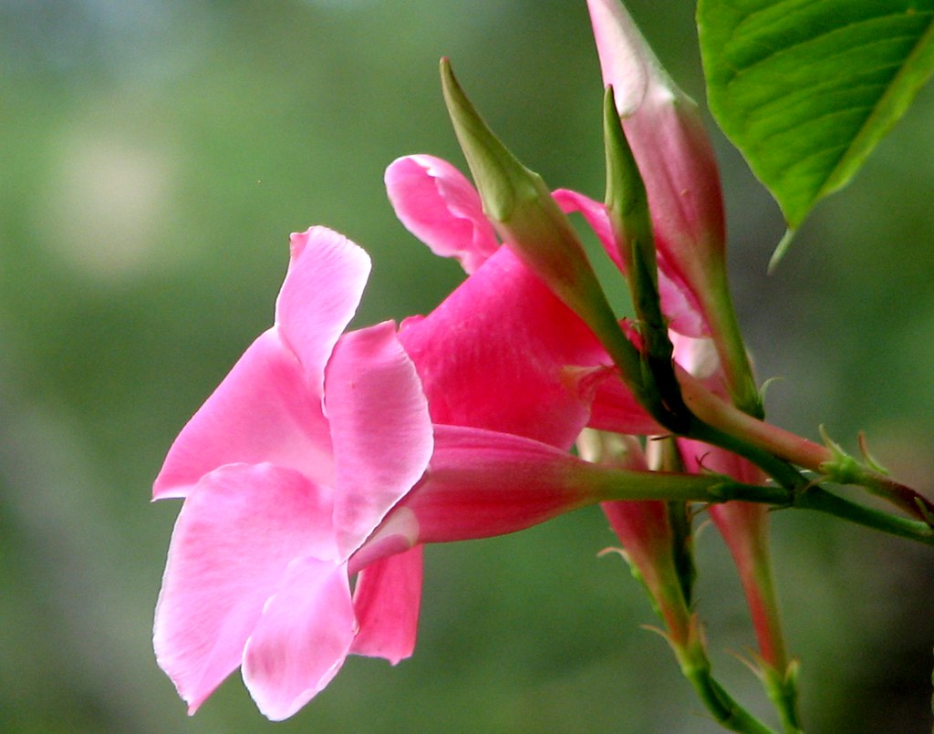 Mandevilla Bloom Karen Flickr