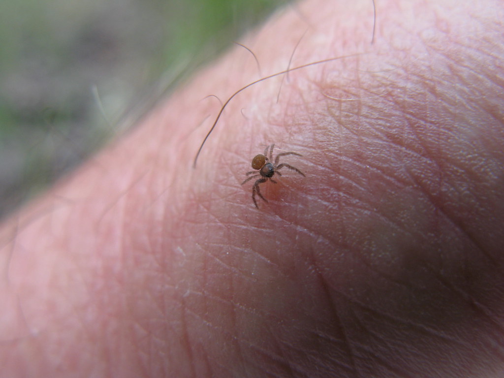 Worlds Smallest Spider