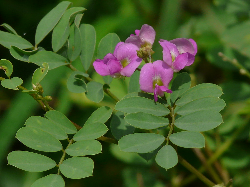 Ghodakan (Gujarati ઘોડાકાન) Fabaceae (pea, or legume fami… Flickr