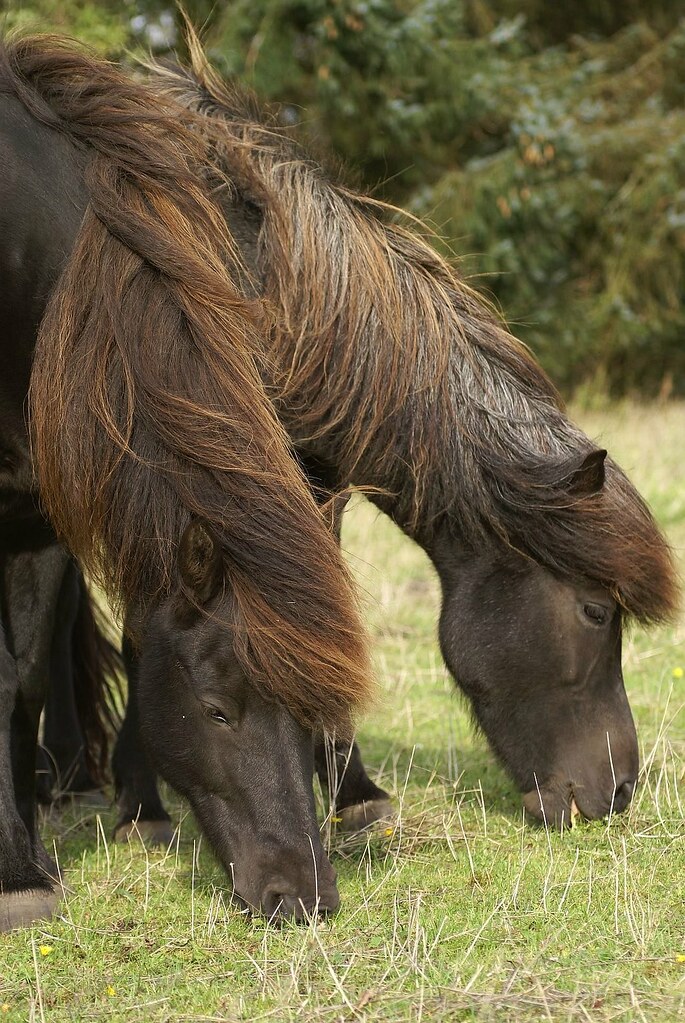 Two headed hairy horse Lunch break on Sis farm. Pic by Sis… Flickr