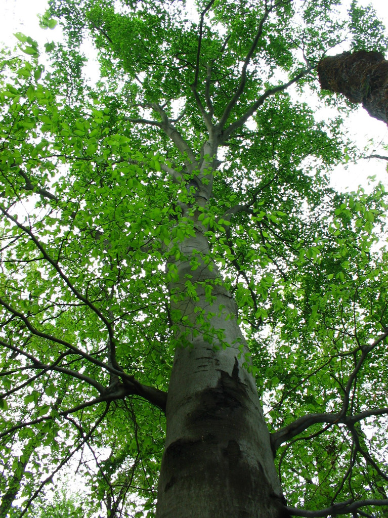 Lower Beaverdam Creek Friends of Lower Beaverdam Creek Flickr