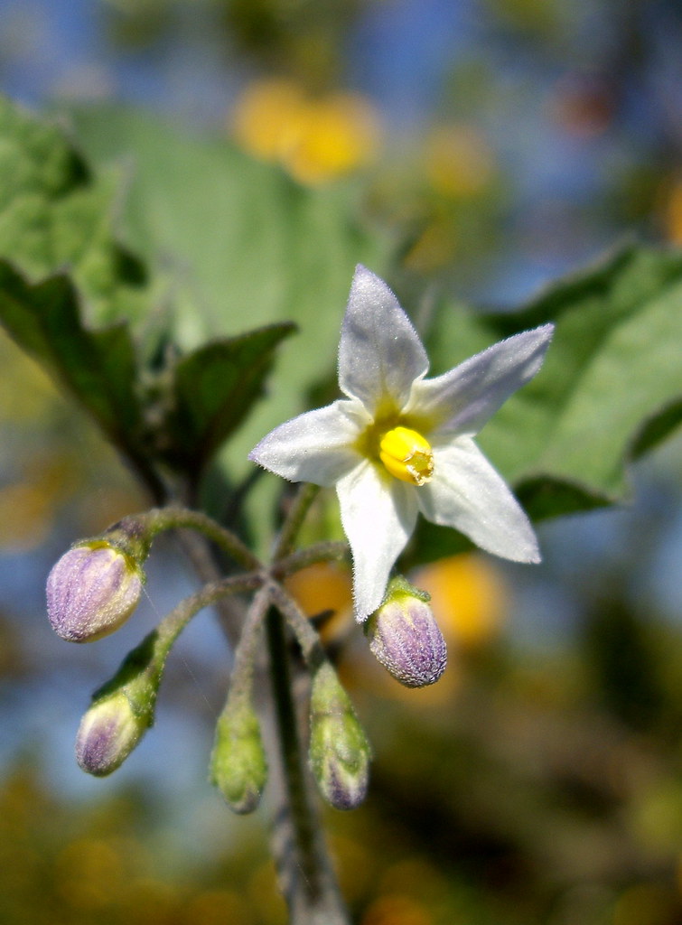 Solanum nigrum (I) Nombre común Tomatillo del diablo / Hi… Salomé