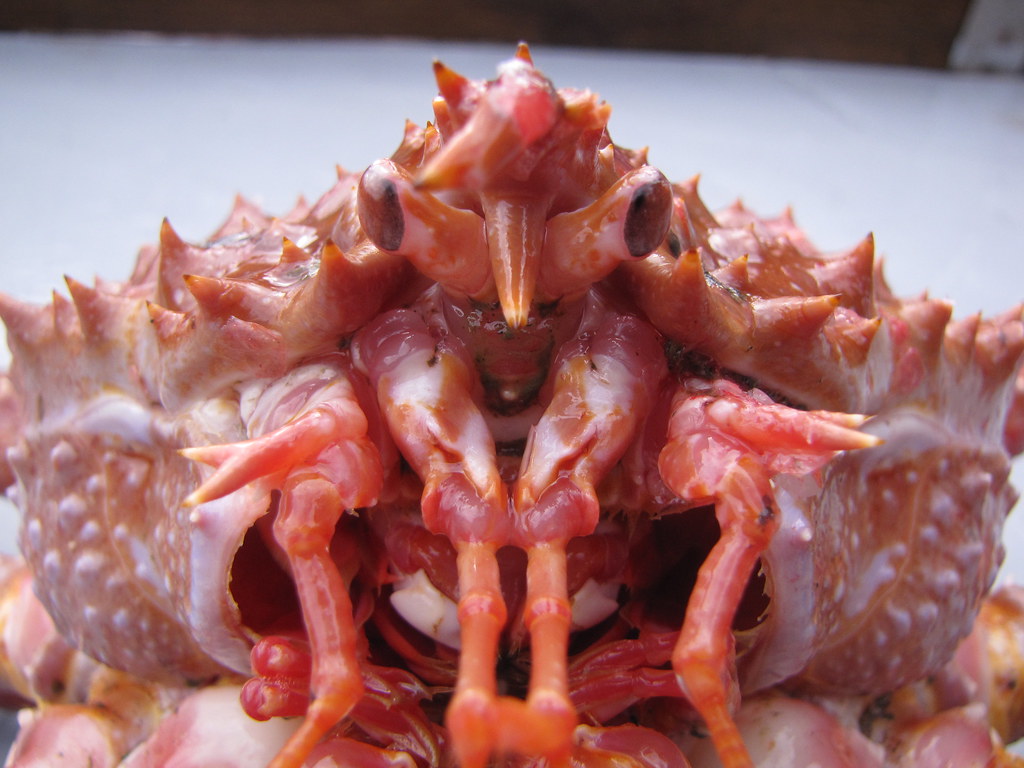 Golden King Crab (Lithodes aequispina) Gulf of Alaska. 23 … Flickr