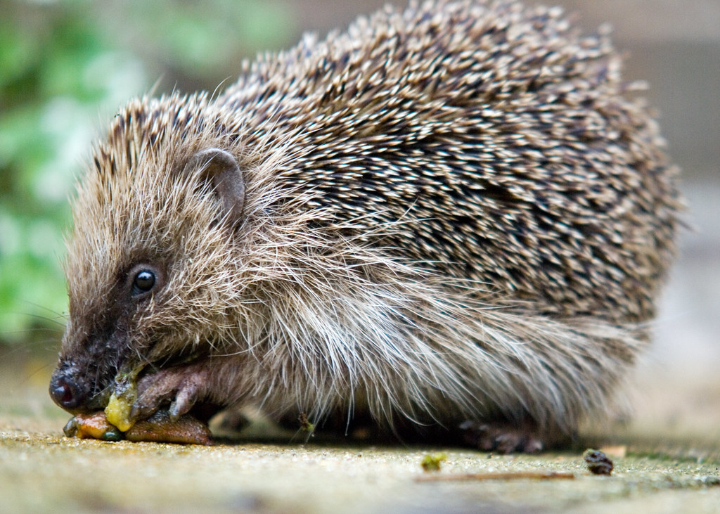 Hedgehog eating a slug It was fascinating to watch if … Flickr