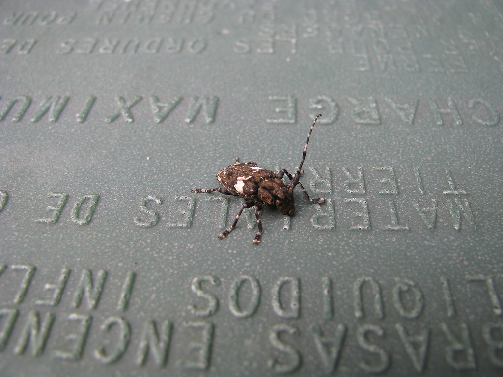 Trash Bug An insect resting on my trash can lid. It just s… Flickr