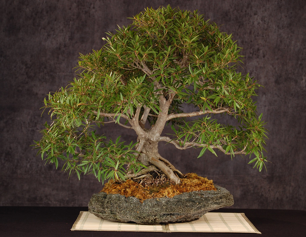 2008 BSGC Bonsai Show73 Ficus nerifolia Photos from the B… Flickr