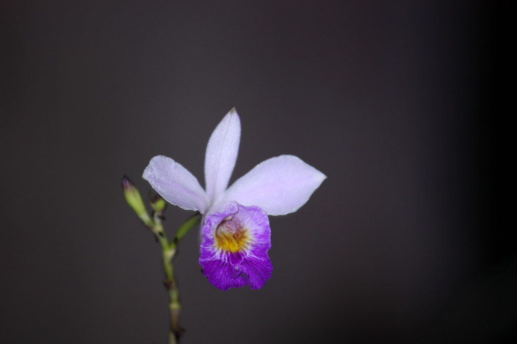 Bamboo Orchid (flower) The bamboo orchid (Arundina gramini… Flickr