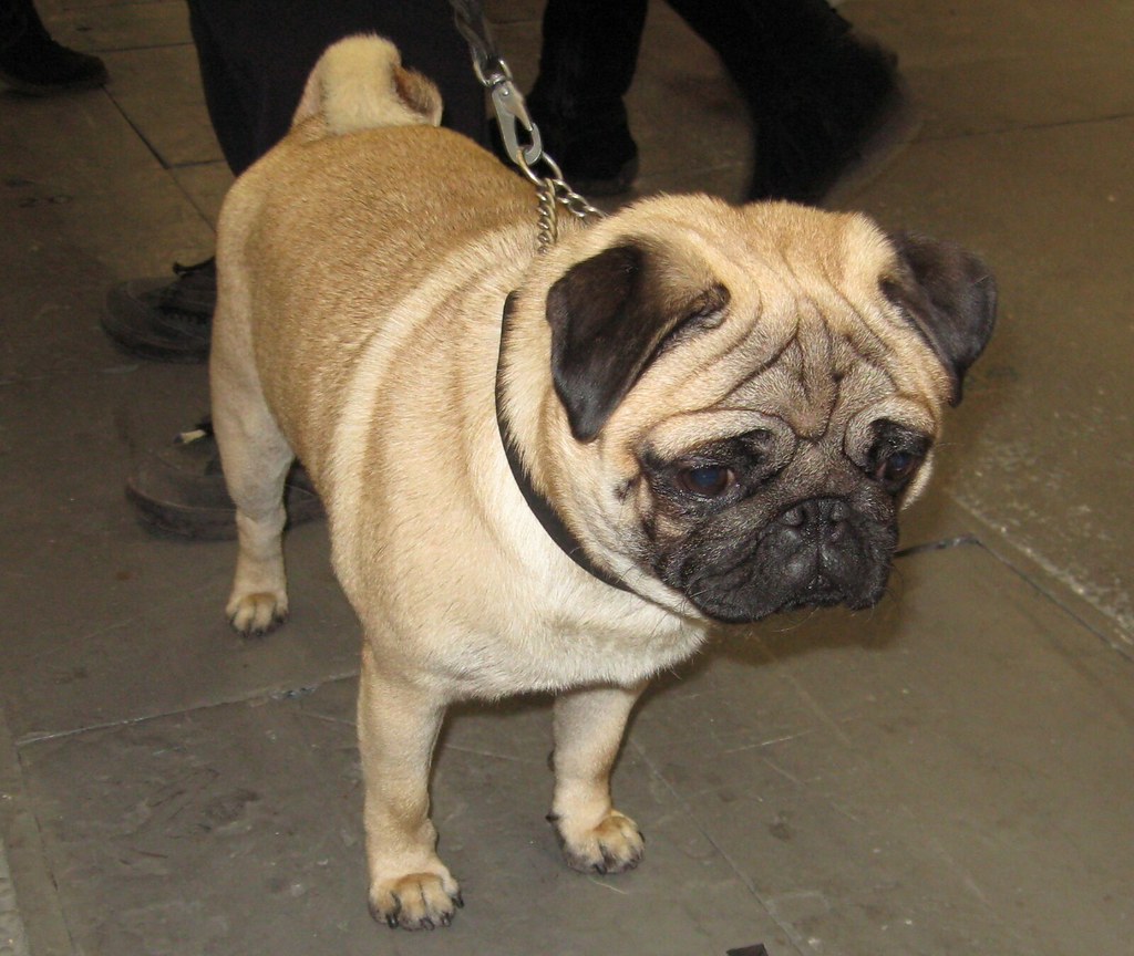 Liten mops på Stockholms Hundmässa idag Marre Hellman Flickr