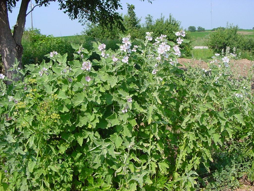 marshmallow A marshmallow plant! The candy used to be made… Flickr