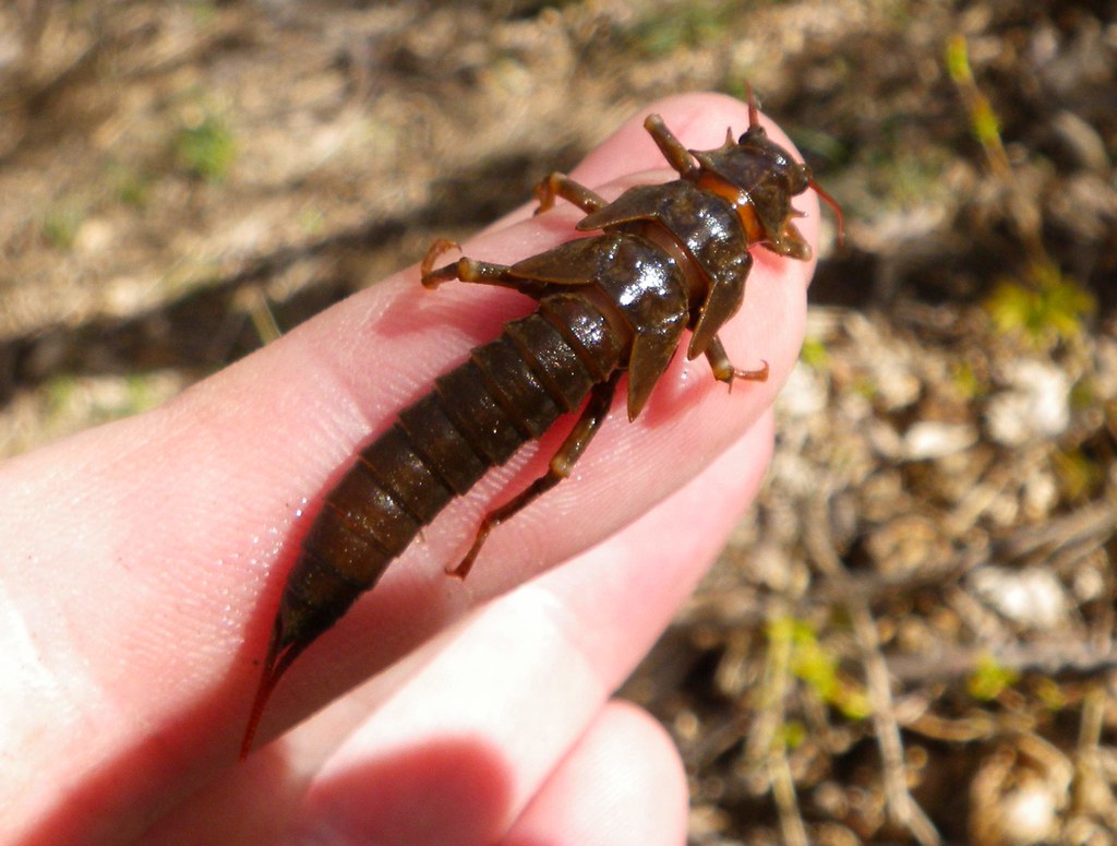 Salmon were eating these