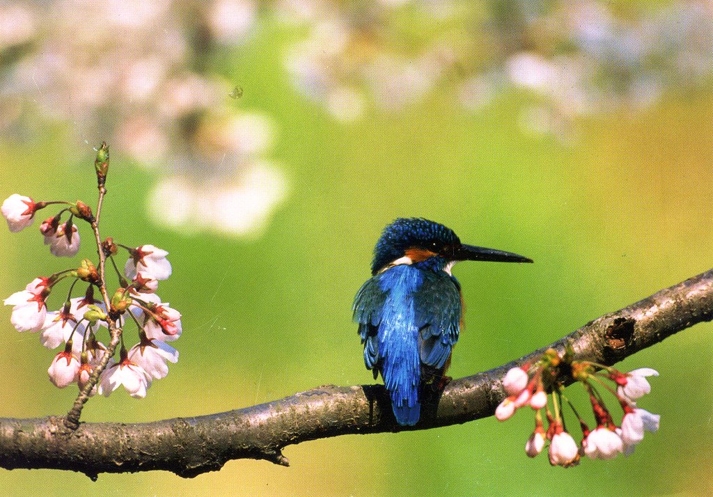 Cherry blossoms, kingfisher Flowers and Birds RR gr.17 f… Flickr