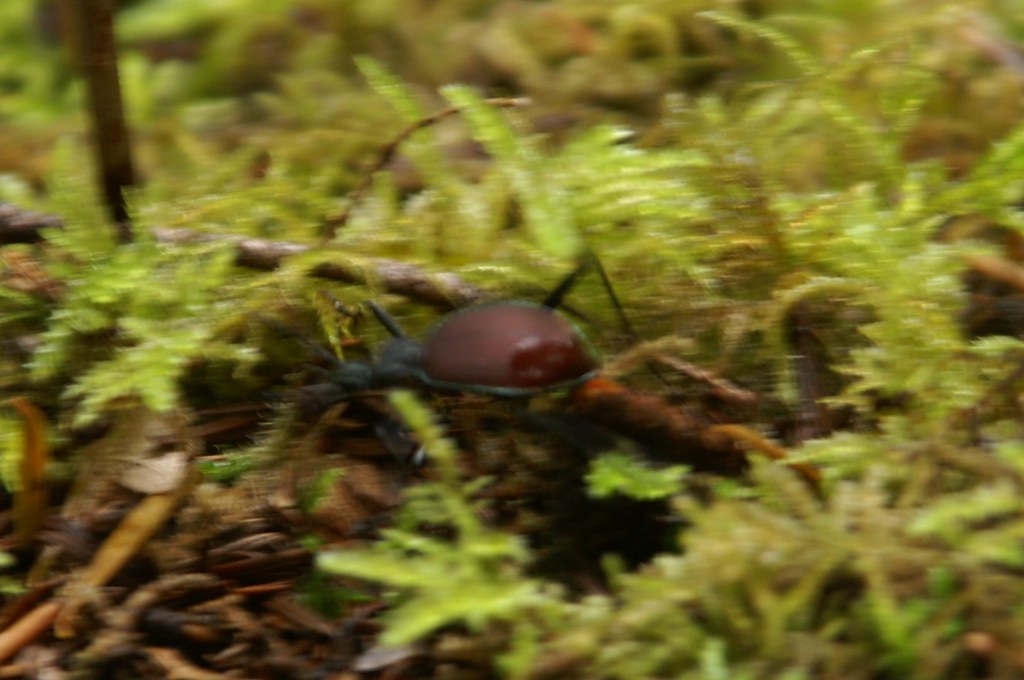 Horseshoe Falls 08 192 Dennis Caines Flickr