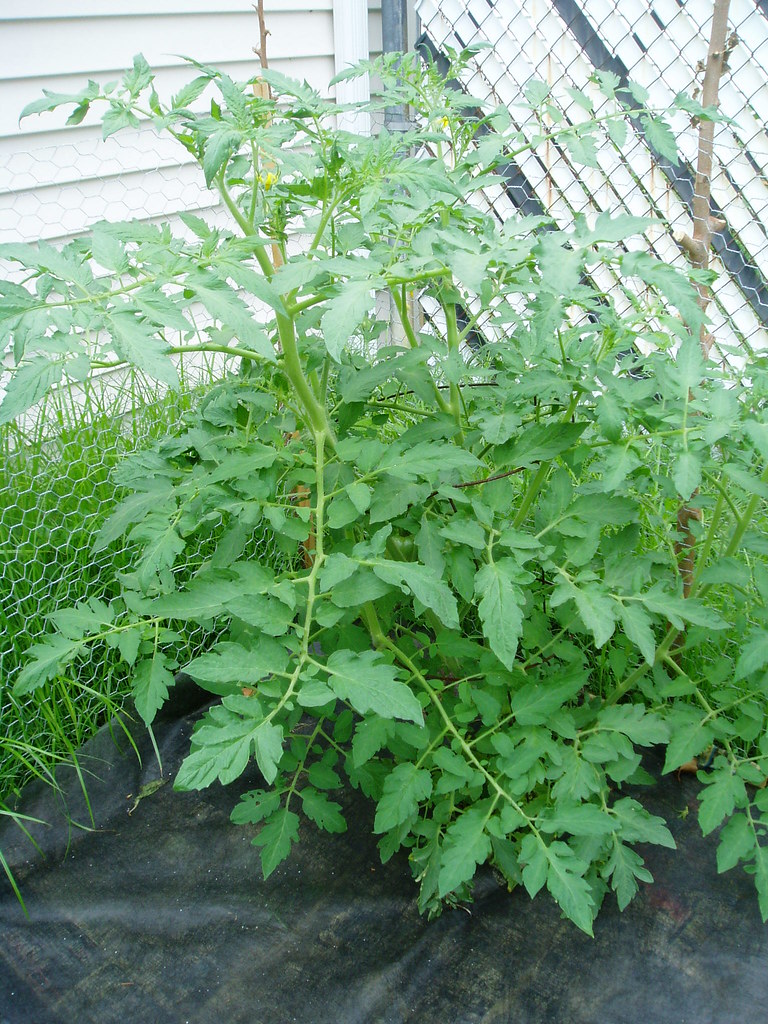 P7030020 Big Boy tomato plant, week 7 velocibadgergirl Flickr