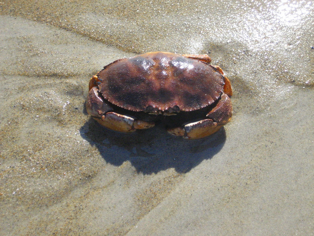 Fresh Crab Meat hansntareen Flickr