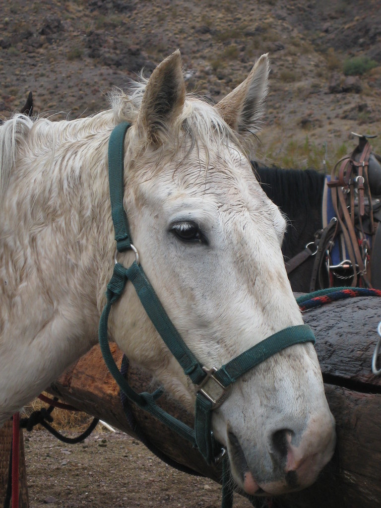 Horseback Riding Cowboy Trail Rides, Las Vegas, NV Lindsey B Flickr