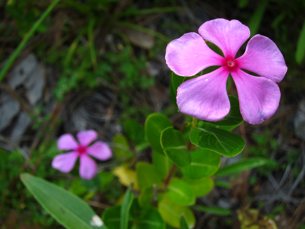 Ginger's Garden Jane Dominguez Flickr
