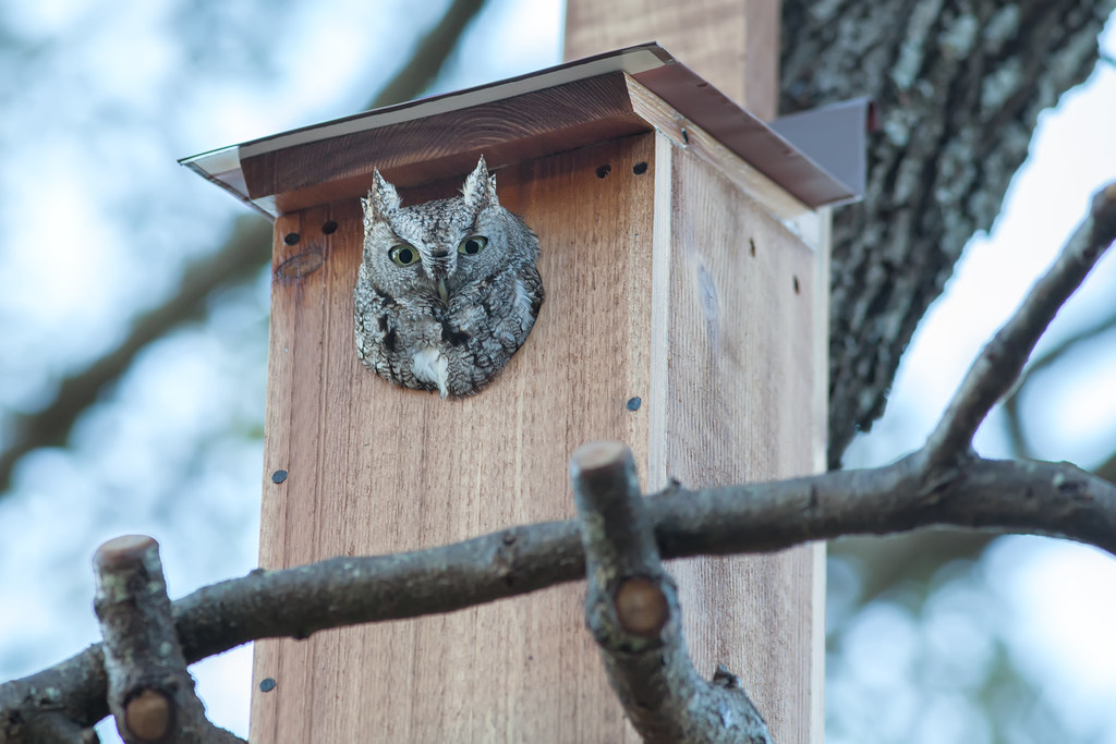 Screech Owl in our custom built owl house. Built this Scre… Flickr