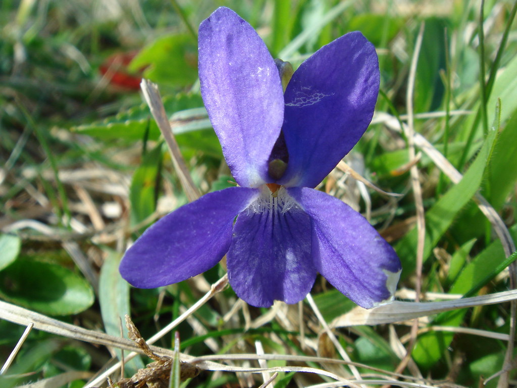 Hairy Violet Hairy Violet in bloom on the slopes of The Gu… Flickr