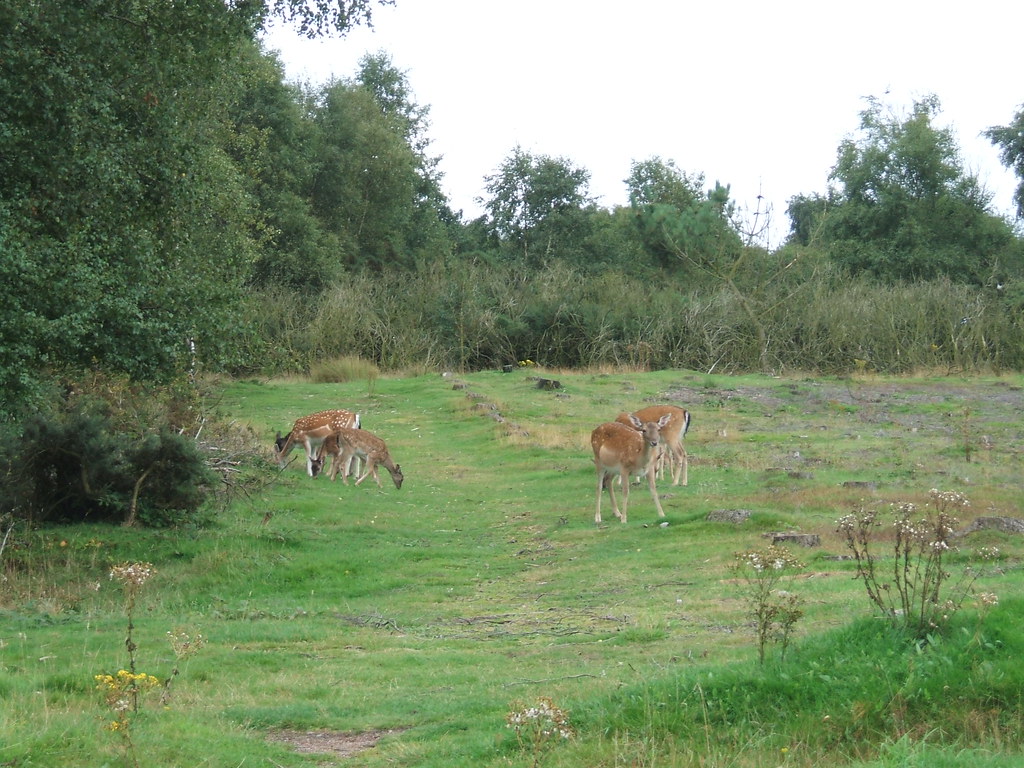Deer at Chase Vista car park Aug 08 DSCF1026 Cannock Chase… Flickr