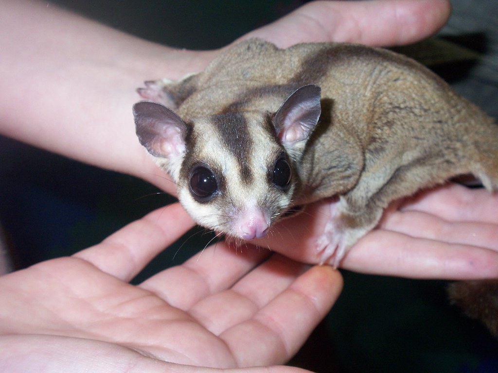 Sugar Glider Today we went to the Orlando Home Show for th… Flickr