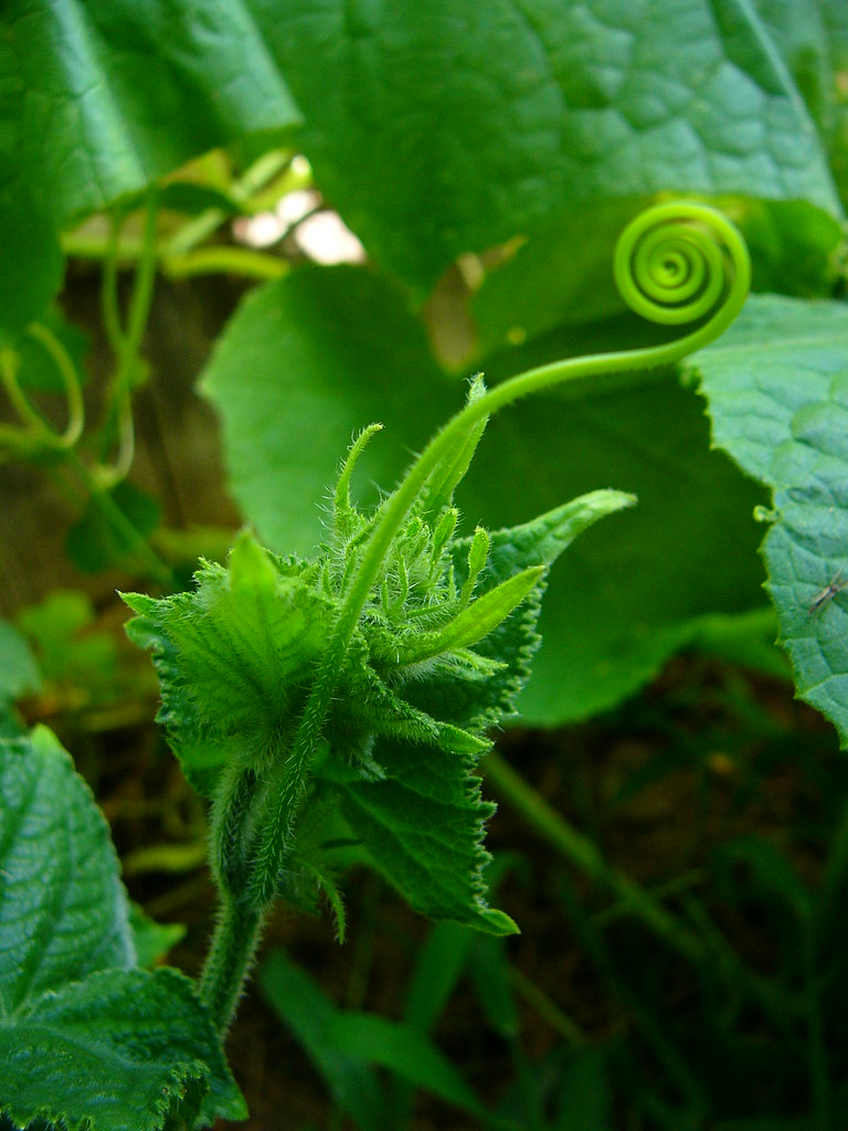 Sculptural squash again The squash leaves and tendrils are… Flickr