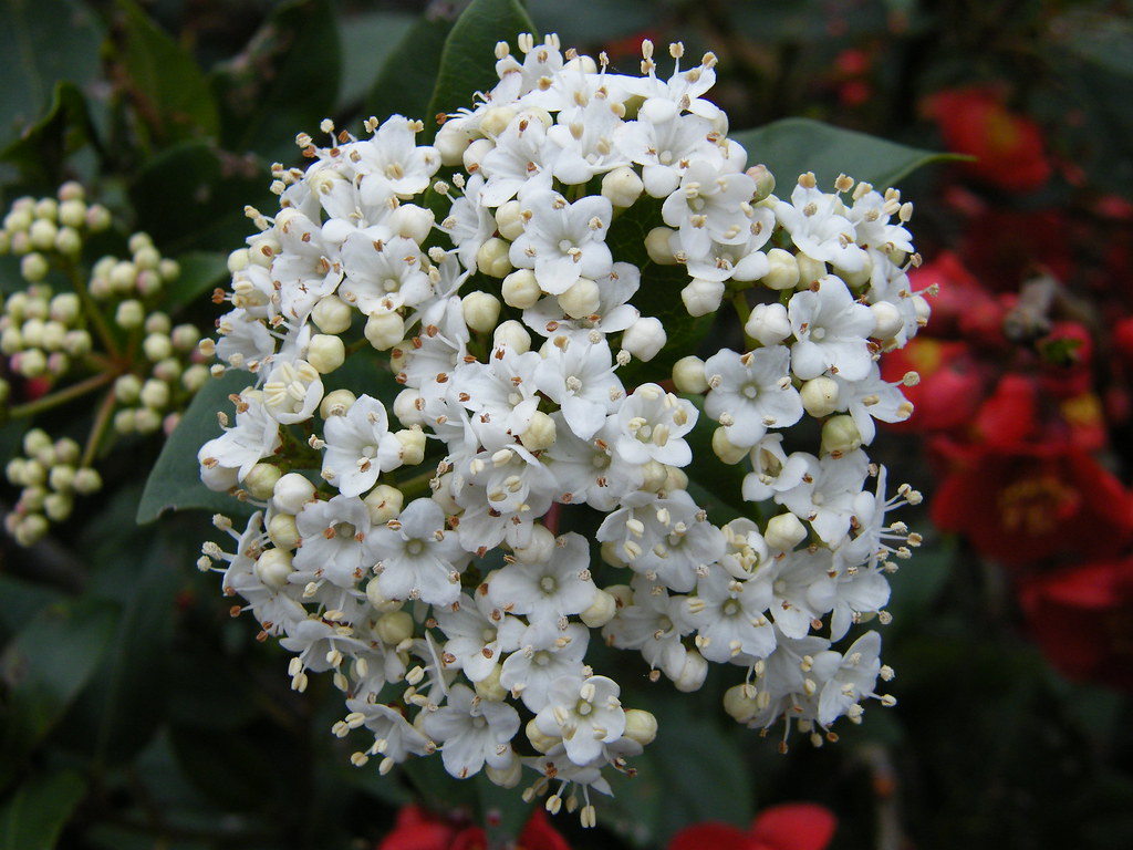 Viburnum carlesii My book says "easy to grow and will succ… Flickr