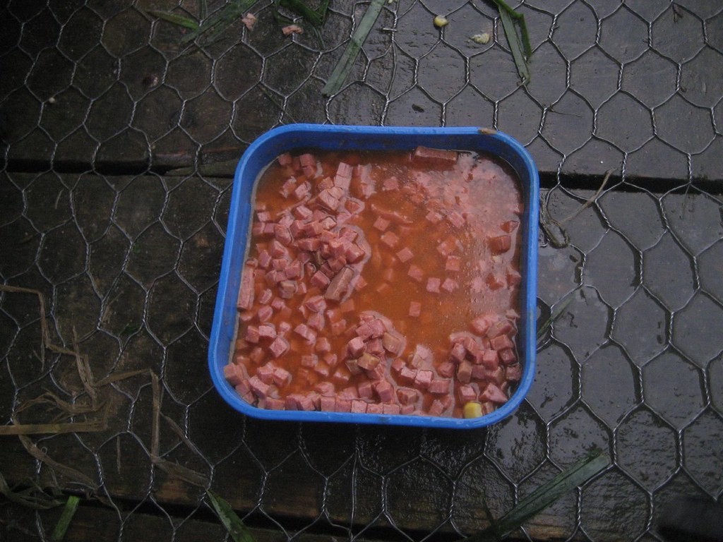 Luncheon meat the preferred bait today rjp Flickr