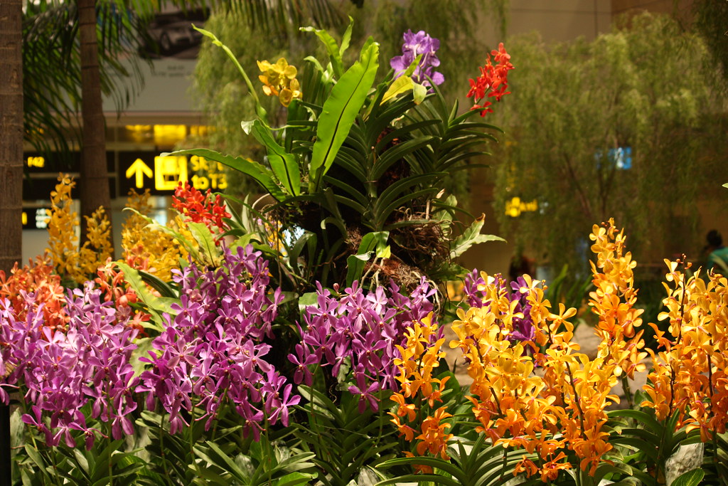 Orchid Garden in the airport Beautiful tropical orchids be… Flickr
