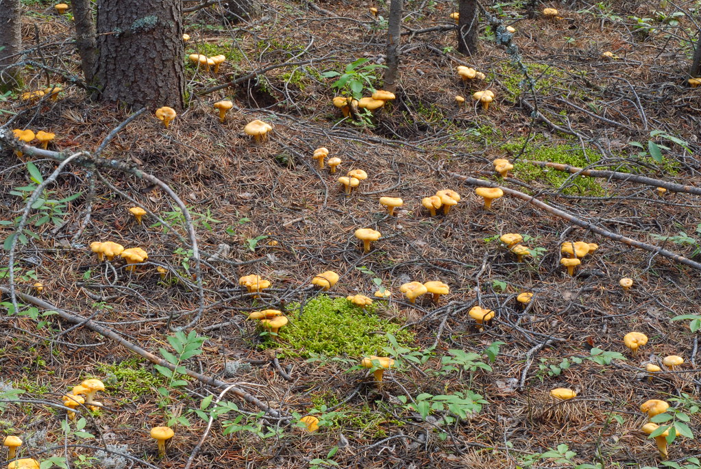Chanterelle commune var. arcenciel / Cantharellus cibari… Flickr