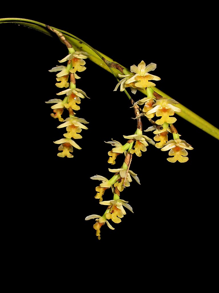 NZ native orchids Flickr
