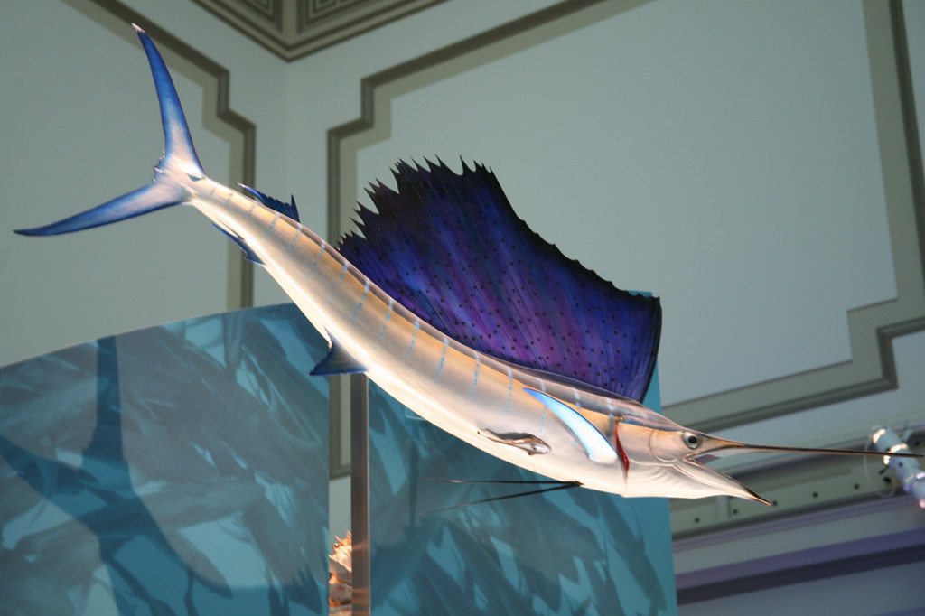 Swordfish Model (Xiphias gladius) Cliff Flickr