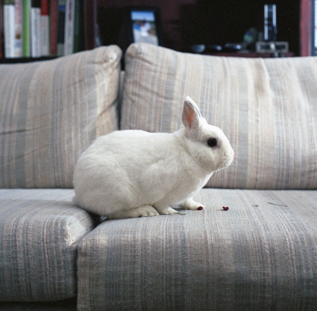 Bunny on the couch Dominic on the couch, with his favorite… Flickr