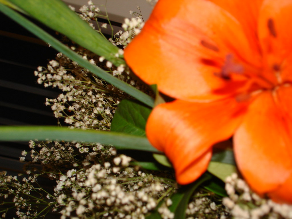 flowers jennifer.may Flickr