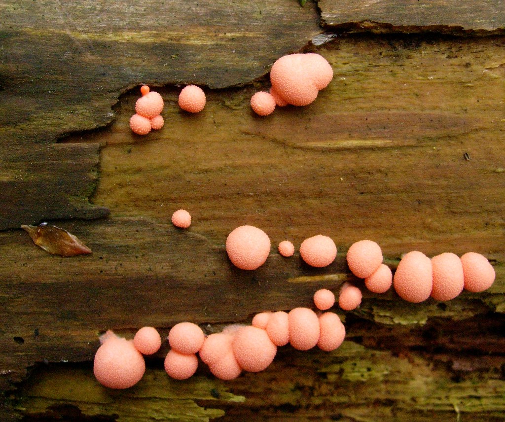 Pink Fungi Lycogala epidendrum Found on the Northern edge … Flickr