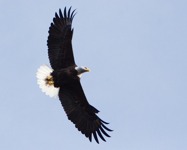 Bald Eagle Full Wingspan MTU_Flickr Flickr