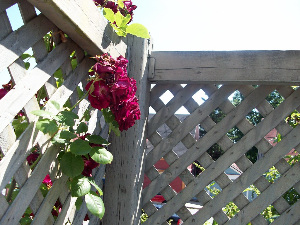 Little garden at our suite in Lunenburg. Jennnaa ) Flickr