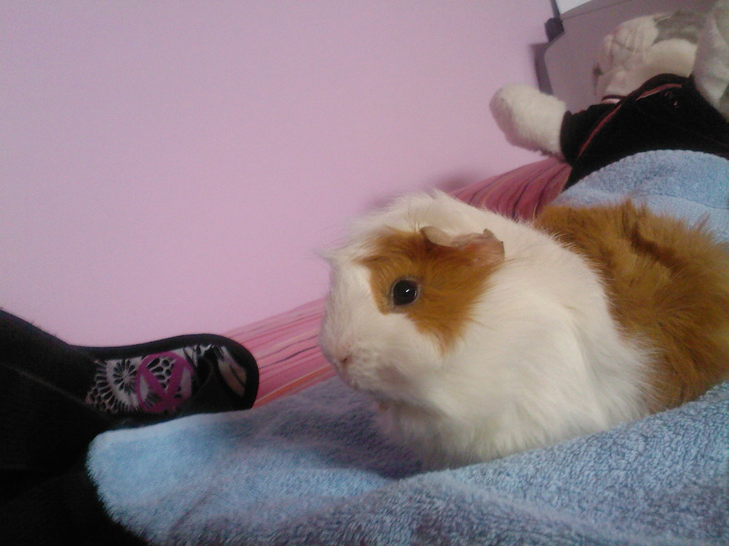 Guinea Pig Spike034 Poison x x x Flickr