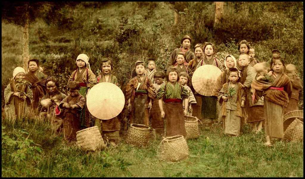 THE TEA PICKERS Child Labor in Old Japan 19th Century C… Flickr