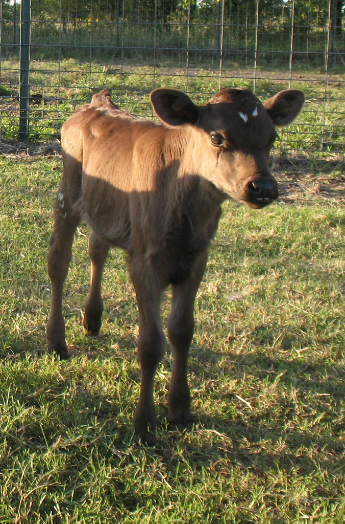 jersey calf One of my Dad's Jersey Cows had her calf this … Flickr