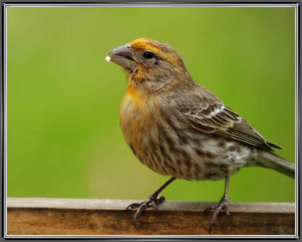 House Finch House Finch Marlborough NH Yellow Variant Byard Miller