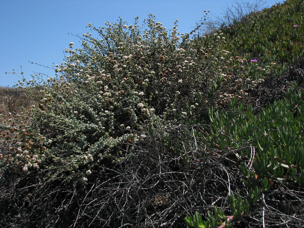 Coast Buckwheat, Eriogonum parvifolium, host plant for the… Flickr